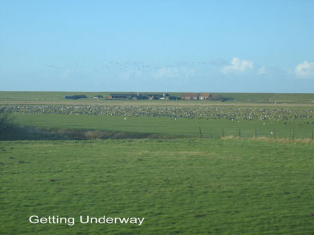 gathering of birds on the grasslands near seadike in between zierikzee and schelphoek_title: getting underway