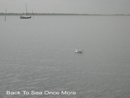 a seagull, a sailing boat and at the horizon the grevelingendam_title: back to sea once more